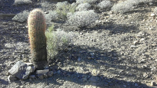 Grand Canyon Cactus
